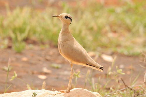 Maio Biodiversity Foundation