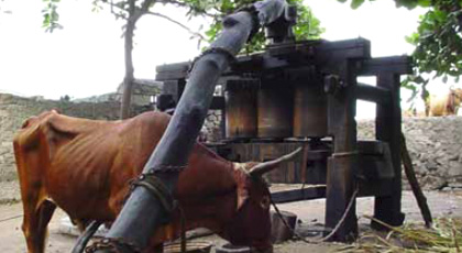 kholu grogue (rum made from cane sugar)